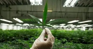 最新！又一国家大麻种植合法化 植物照明必火